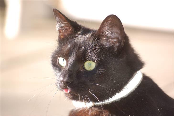 Blanding af racer Sorte mis billede 4