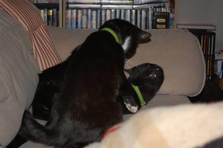 Blanding af racer Sorte mis - Leger m brormand, Smalle.. billede 5