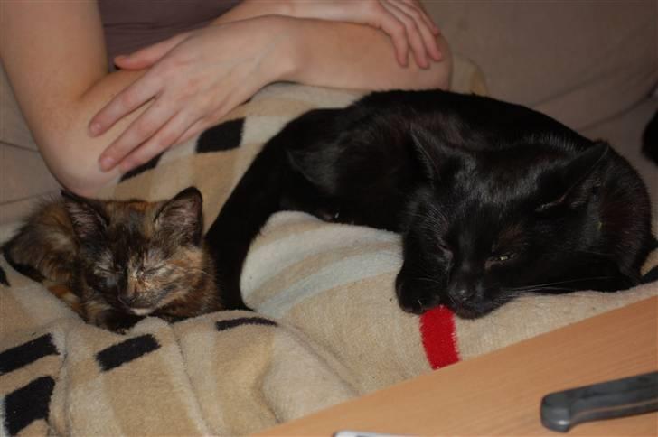 Blanding af racer Sorte mis - Putter m sin niece, Mini Bølle.. billede 6