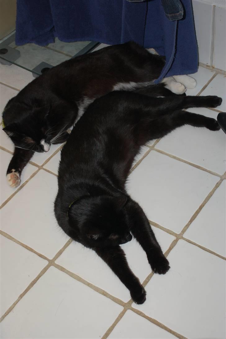 Blanding af racer Sorte mis - aaah.. gulvvarme på toilettet.. billede 7