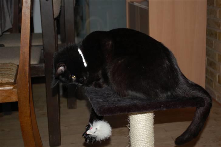 Blanding af racer Sorte mis billede 8