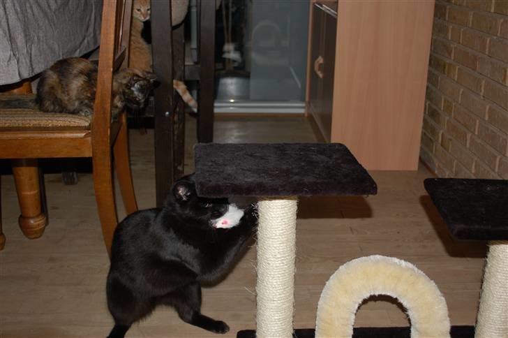 Blanding af racer Sorte mis billede 9