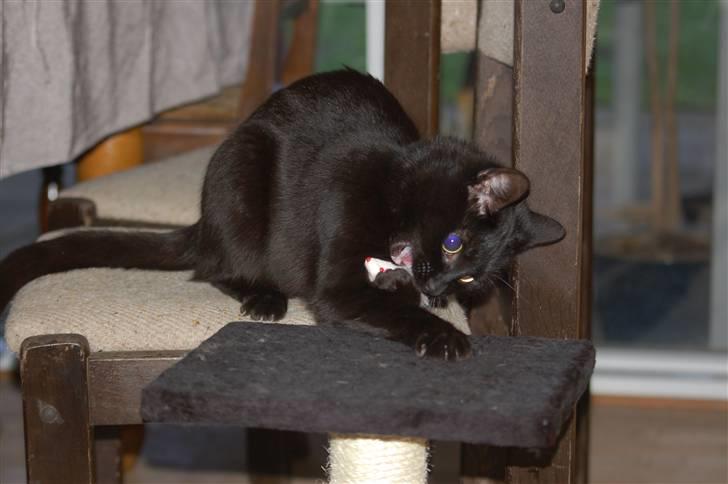 Blanding af racer Sorte mis billede 10