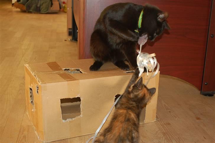 Blanding af racer Sorte mis billede 11