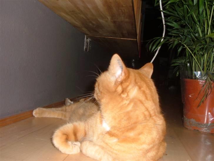 Huskat matheus - mmm planter billede 12