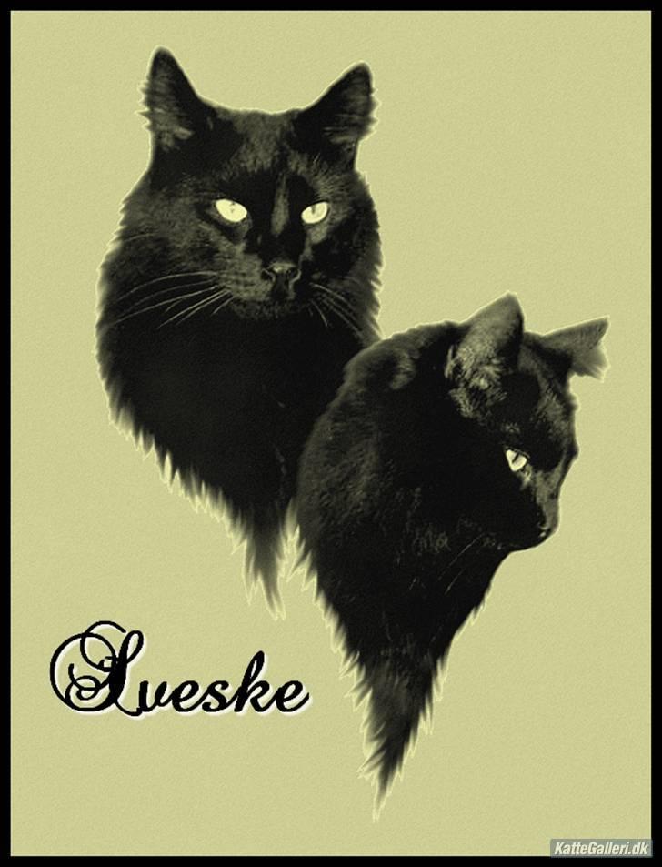 Blanding af racer Sveske - Smukt billede af Sveske lavet af en anden sød Sveske:) billede 14