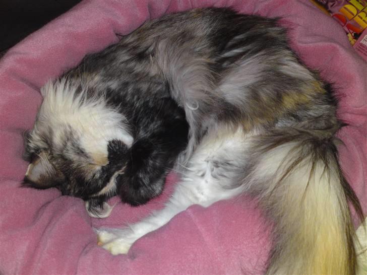 Maine Coon Aia billede 13