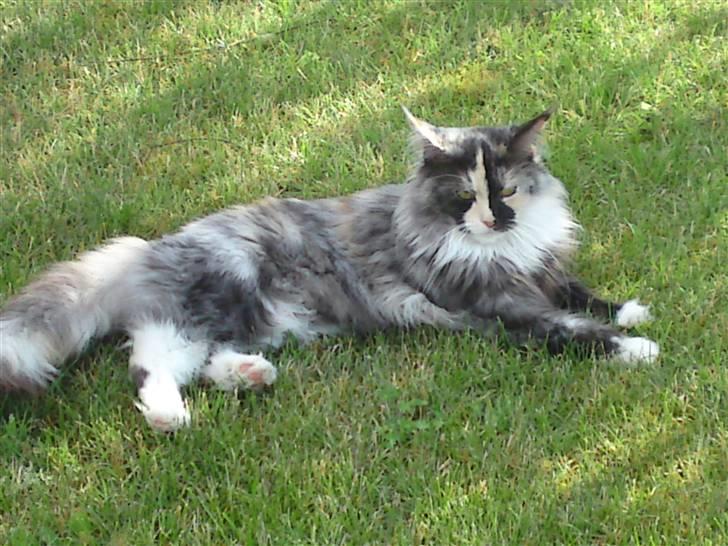 Maine Coon Aia billede 14