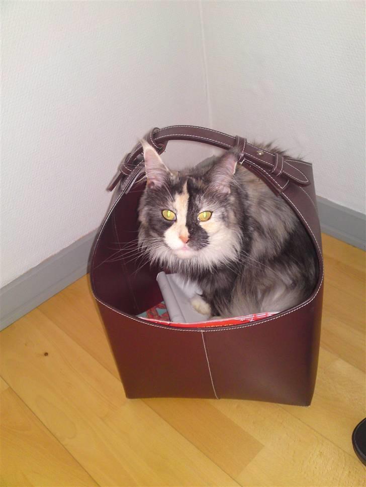 Maine Coon Aia billede 15