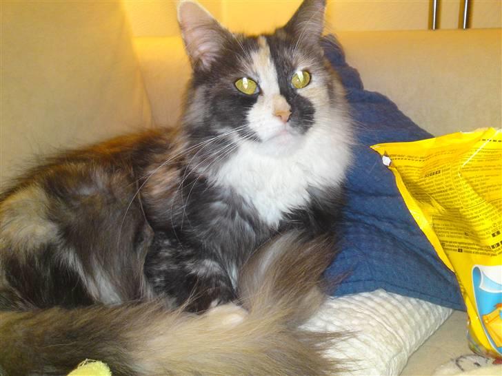 Maine Coon Aia billede 16