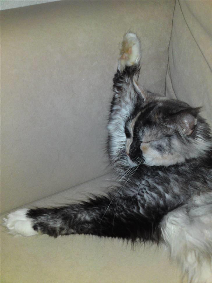 Maine Coon Aia billede 17