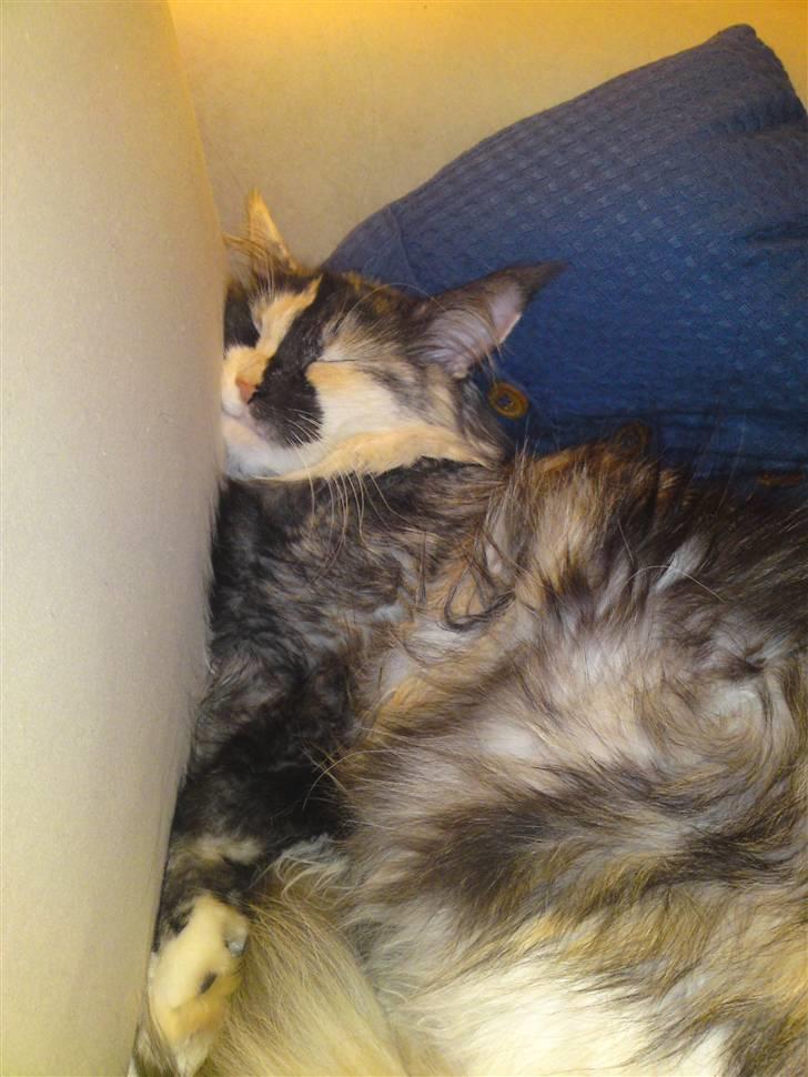 Maine Coon Aia billede 18