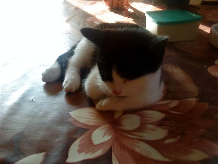 Huskat luna billede 2