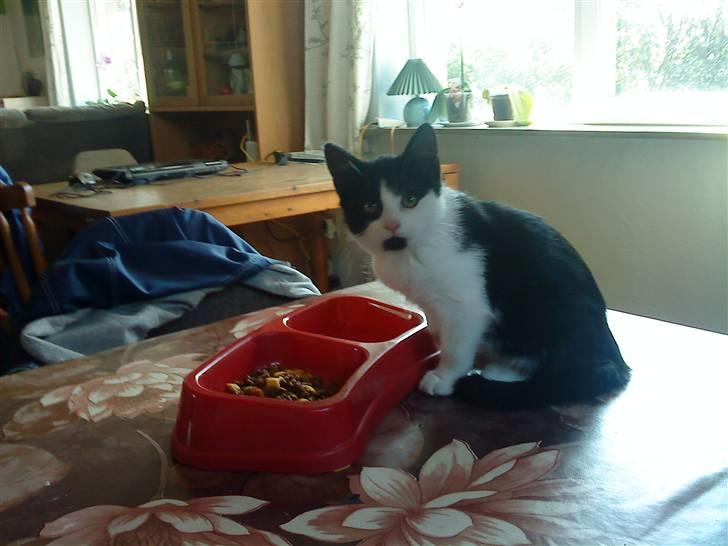 Huskat luna billede 3