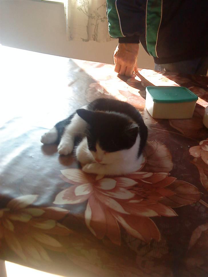 Huskat luna billede 4