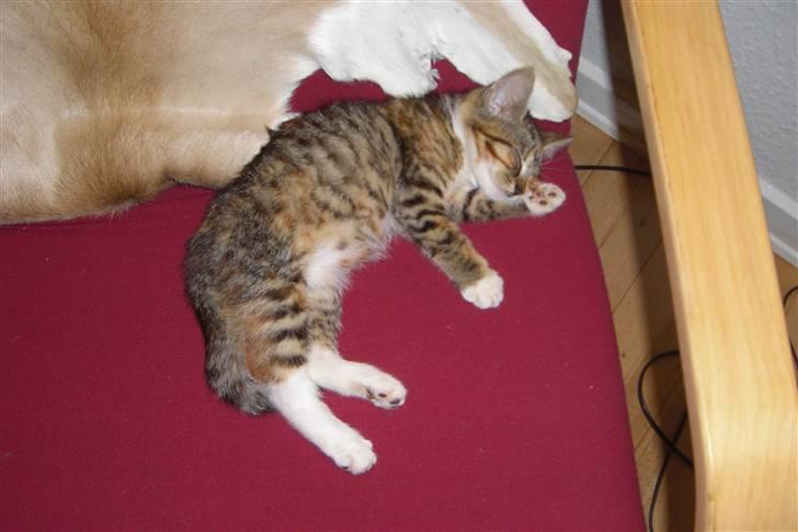 Huskat Katja - Her er Katja "puttemis" og tager sig en lur på små 3 timer billede 1