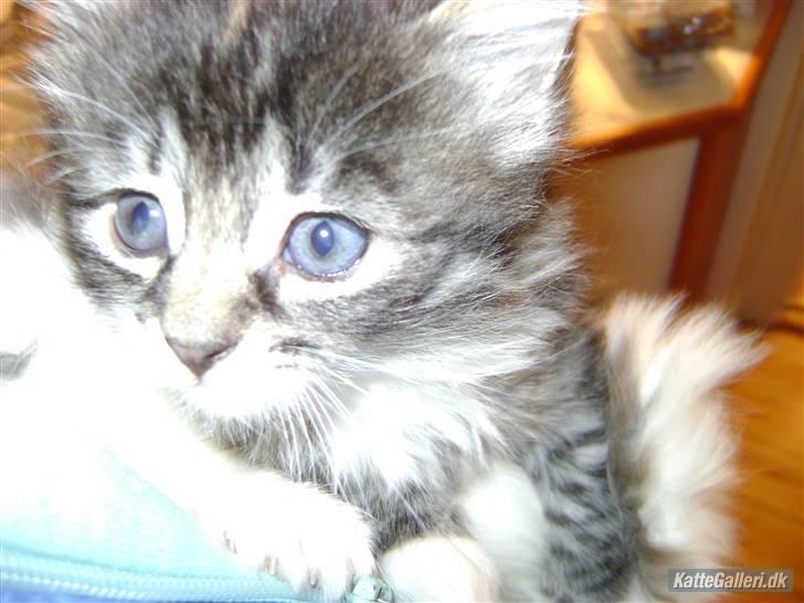 Blanding af racer MCO/NFO - Sorte billede 6