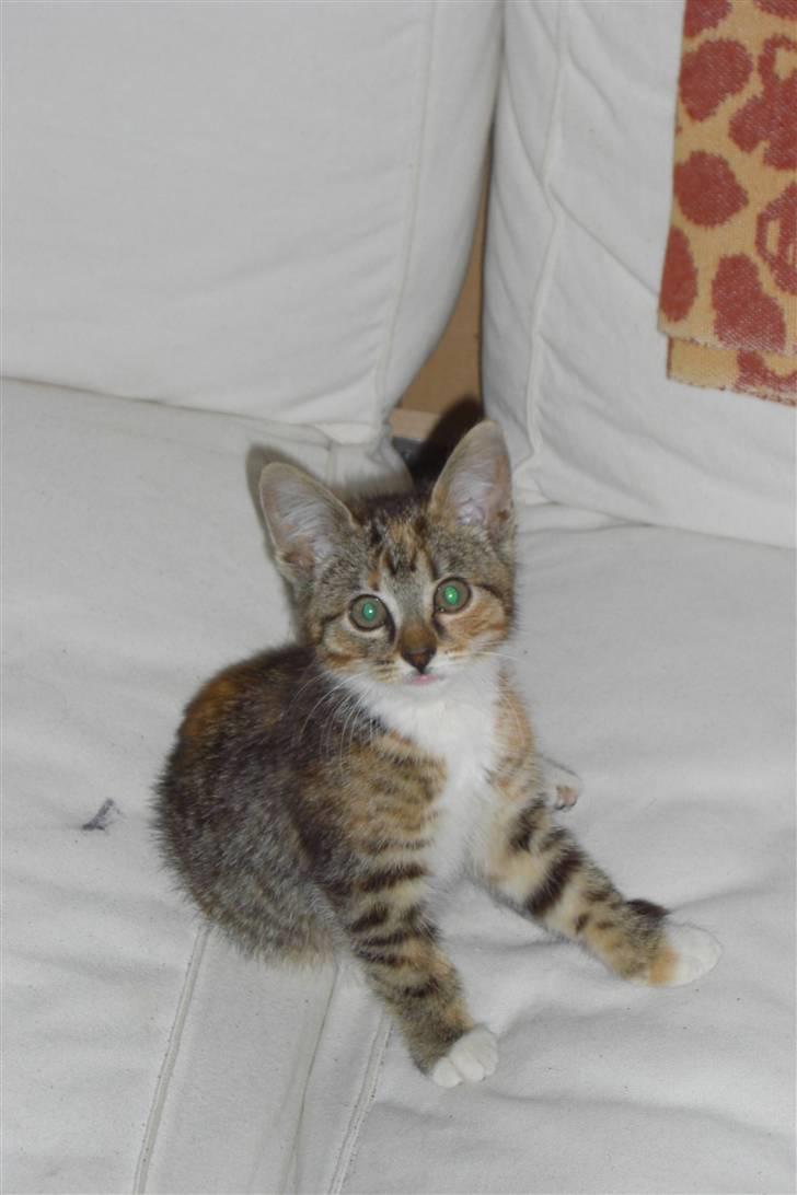 Huskat Katja - "Hvad laver du med det kamera, Mette?" billede 2