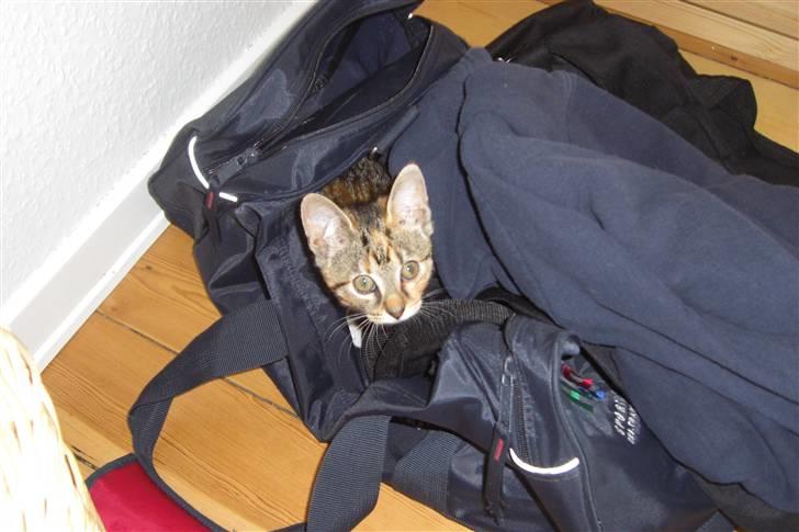 Huskat Katja - En sportstaske med svedigt tøj er bare guf! billede 3