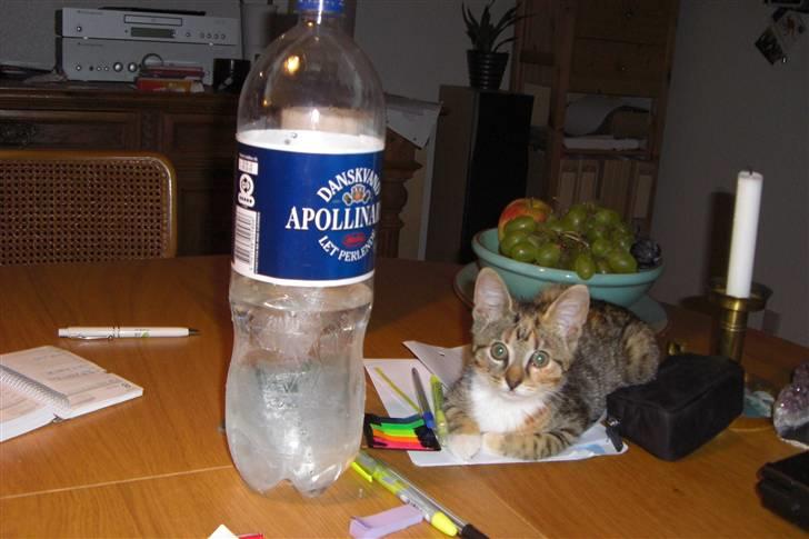 Huskat Katja - Katja er sød til at hjælpe med at læse biokemi billede 4