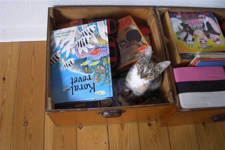 Huskat Katja - Kassen med legetøj til børnebesøg er meget spændende!! billede 5