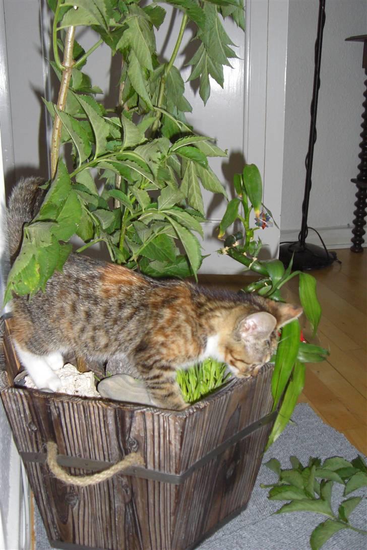 Huskat Katja - Katja er meget glad for sin indendørs kattehave billede 6