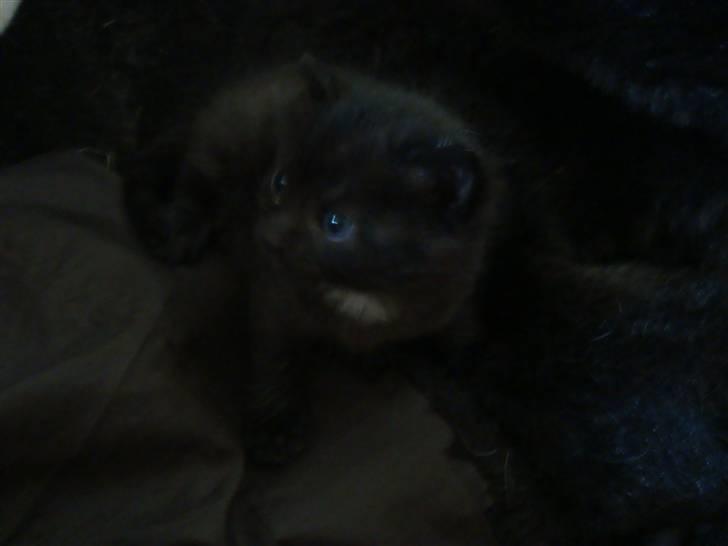 Huskat Black Jack <3 R.I.P. billede 6