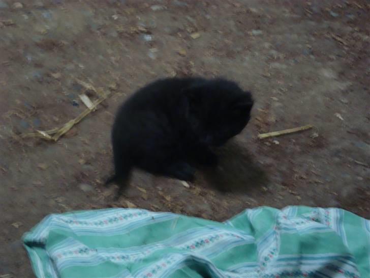 Huskat Black Jack <3 R.I.P. billede 7