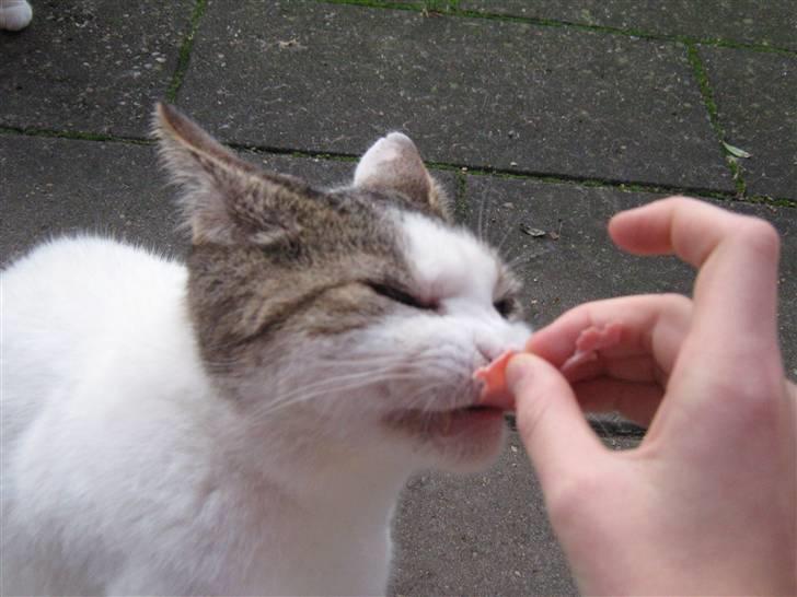 Huskat Felix billede 12