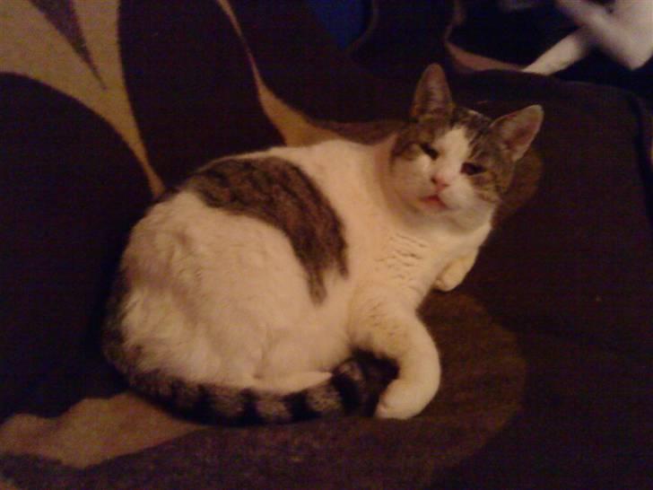 Huskat Felix - Hey whats op?! billede 13