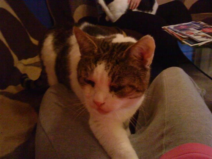 Huskat Felix - Nu kommer jeg:) billede 14