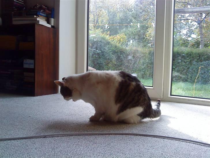 Huskat Felix - Darrrrd Jeg skal nok lade være med at spise for meget:) billede 15