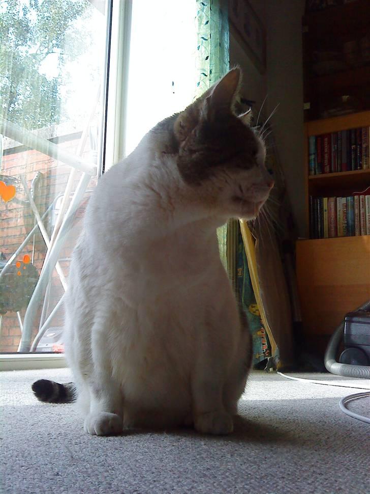 Huskat Felix billede 16