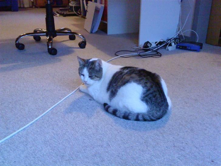 Huskat Felix - Hvad skal jeg nu lave???? billede 17