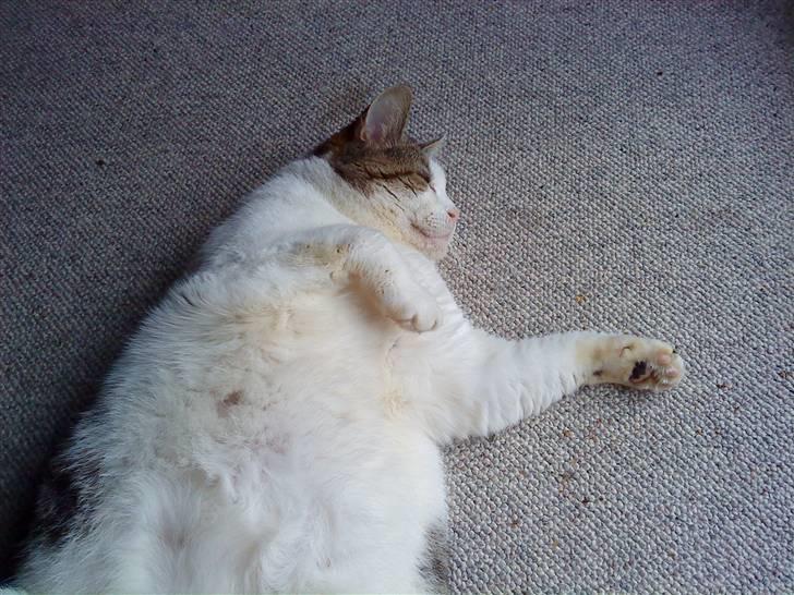 Huskat Felix - Er jeg ikke tyk?:) billede 18