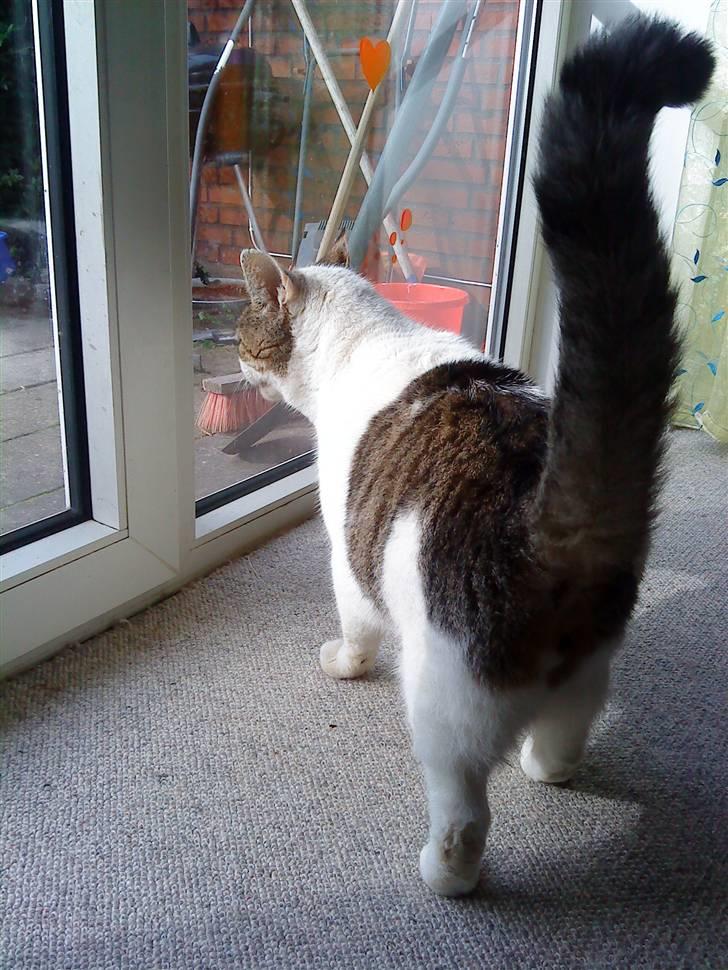 Huskat Felix billede 19