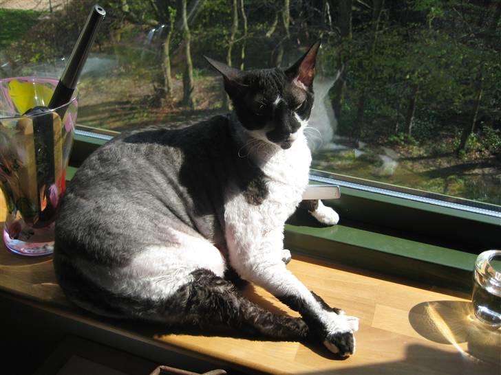 Cornish Rex Vanilla billede 1