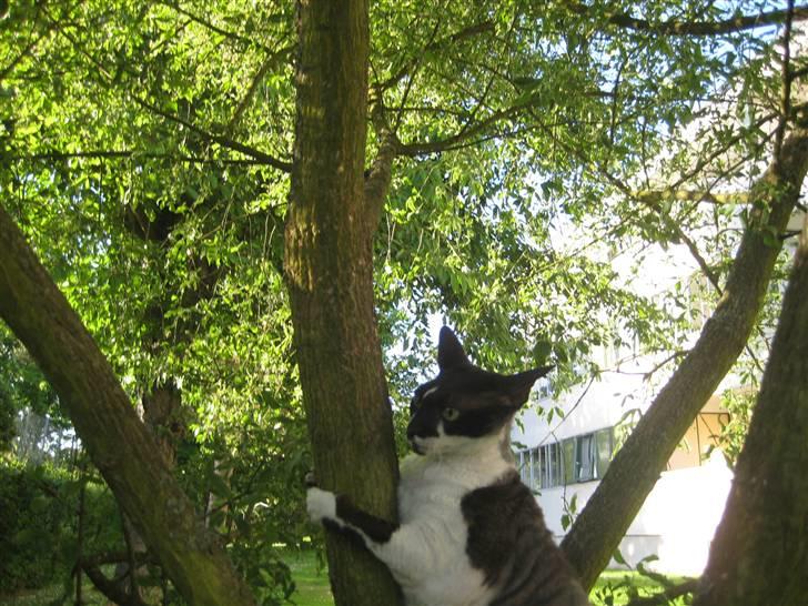 Cornish Rex Vanilla billede 2