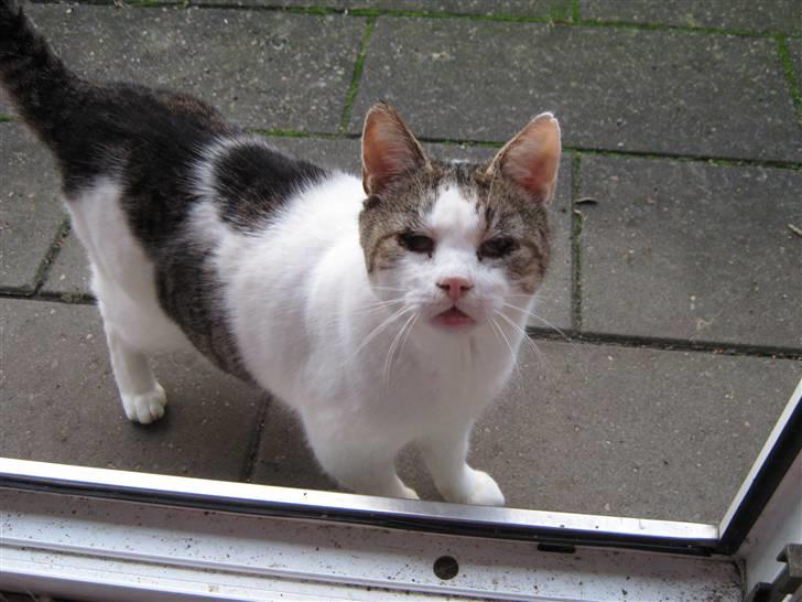 Huskat Felix - Det er dejligt at være udenfor ;) billede 20