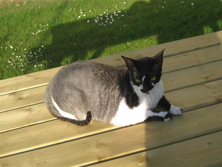 Cornish Rex Vanilla billede 3