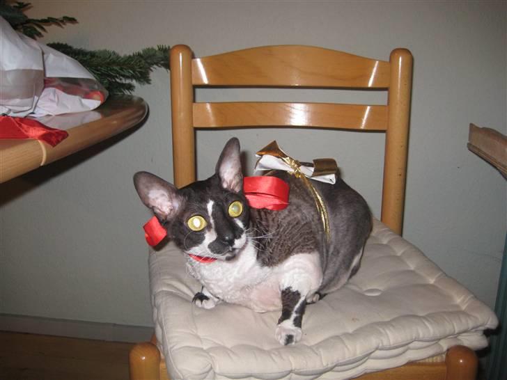 Cornish Rex Vanilla billede 4