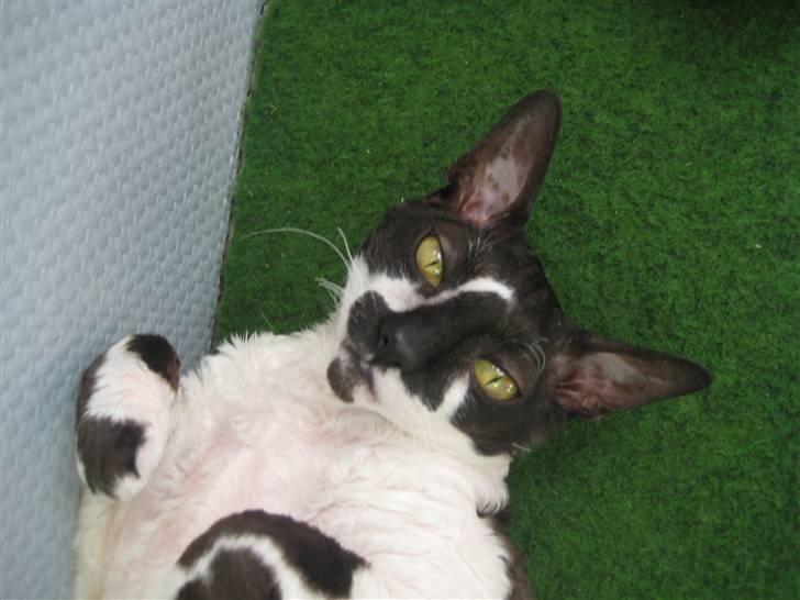 Cornish Rex Vanilla billede 5