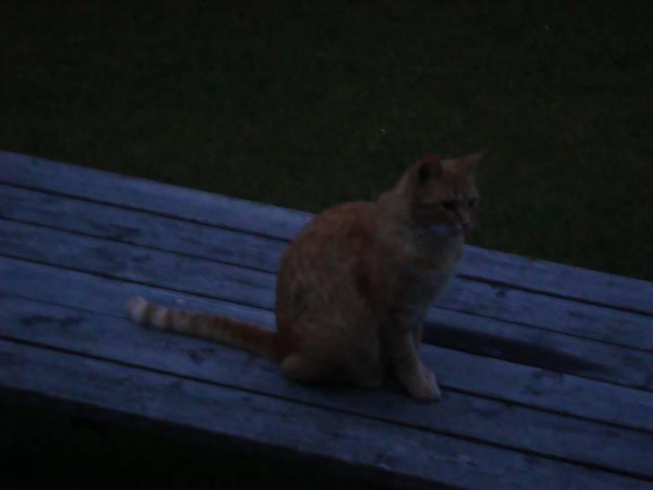 Huskat Zakie *R.I.P.* billede 9