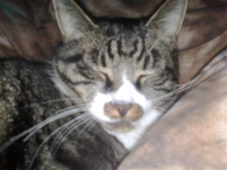 Huskat Jerry *RIP* <3  billede 9