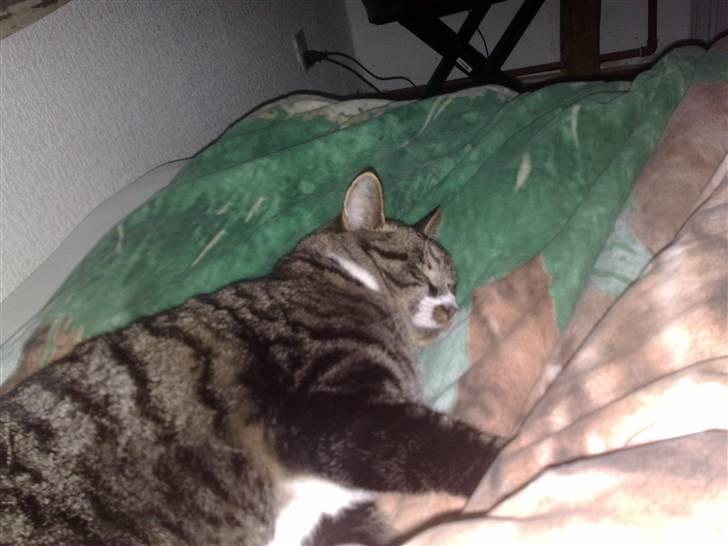 Huskat Jerry *RIP* <3  billede 10