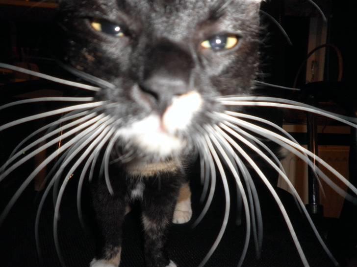 Huskat FredeBo's TulleRosa - HAHAHA knur hår xD billede 5