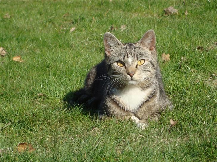 Huskat Madea *død*† billede 1