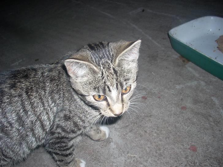 Huskat Madea *død*† billede 3