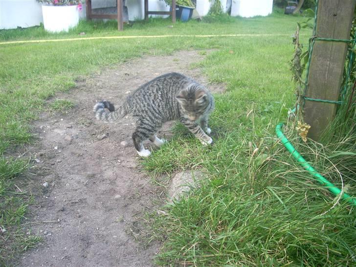 Huskat Madea *død*† billede 4