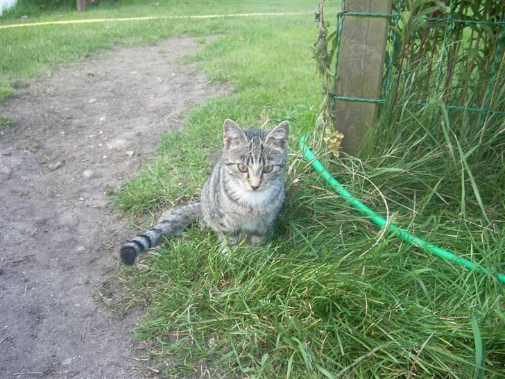 Huskat Madea *død*† billede 5